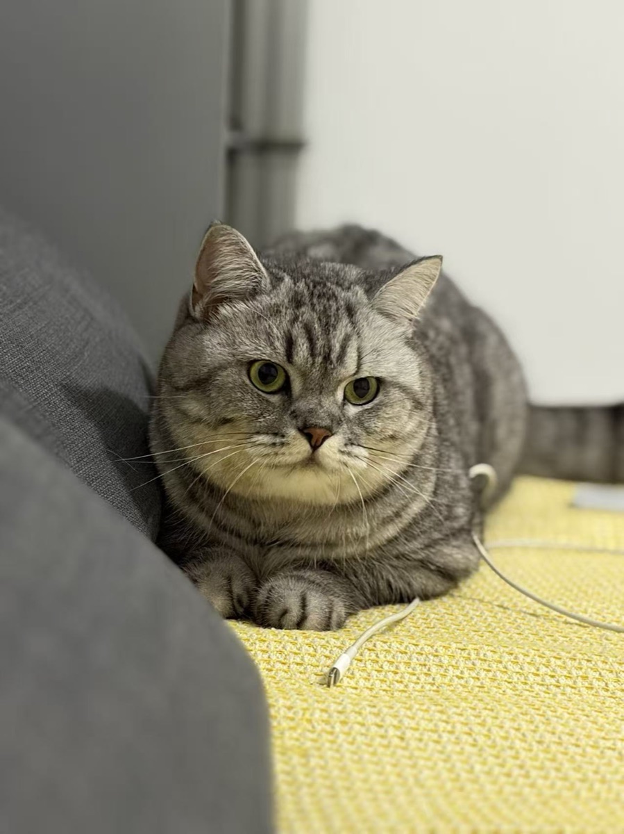 Cat Go Logo 的灵感原型，一只灰色猫咪